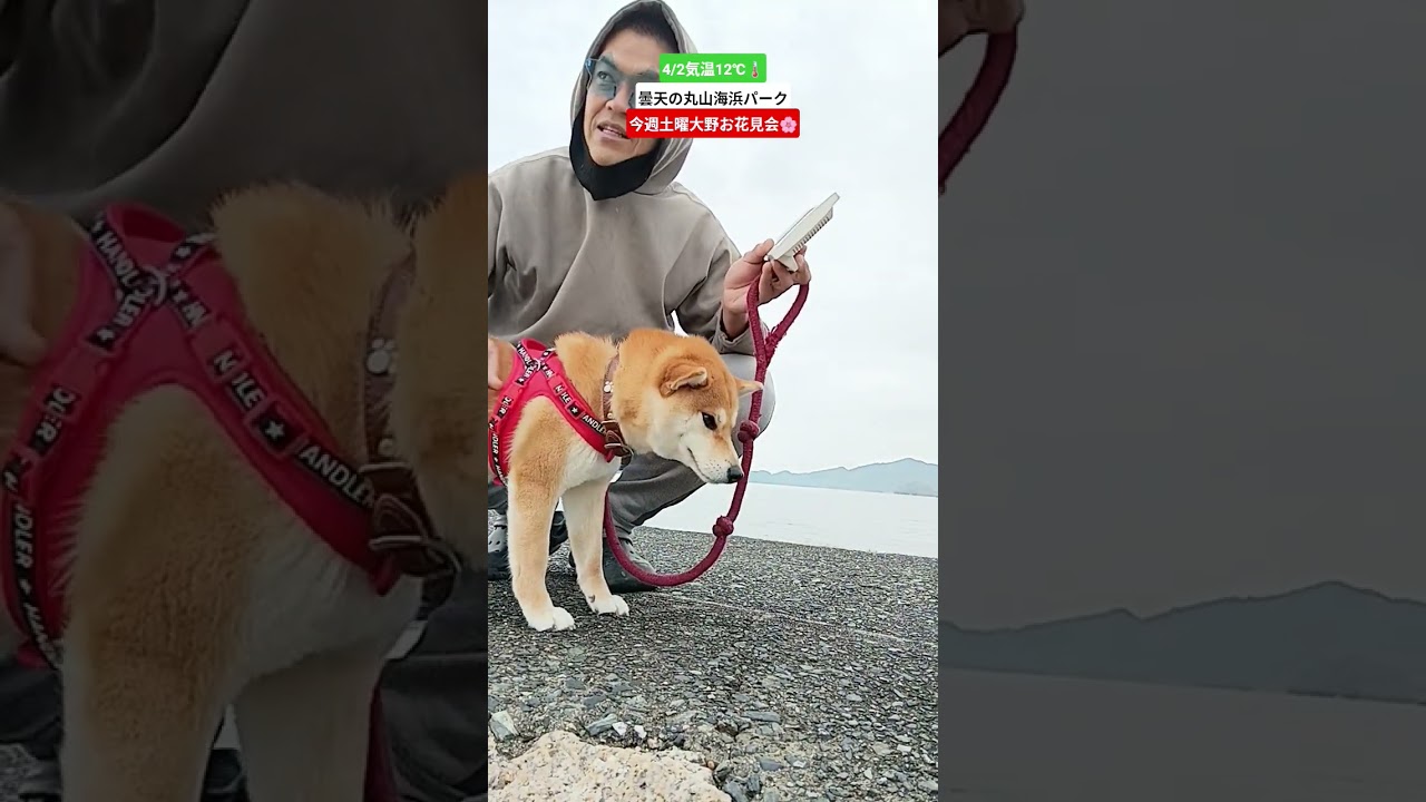 #瀬戸内海　#イタリアーノひらお　#平生町　#山口県平生町　#熊毛郡平生町　#オリーブ　#愛犬　#柴犬　　#毎日投稿　#丸山海浜パーク