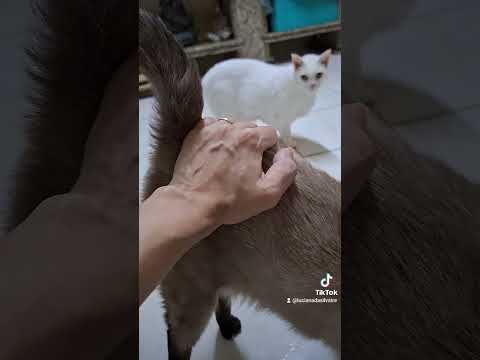 O Mirim é o gato mais egoísta da casa kkkkk #cat #gatos