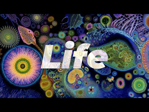 Nature’s Blueprint: The Secret Pattern Behind Everything