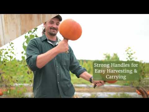Varieties for carving jack-o'-lanterns, baking pies, seed roasting and oil extraction.