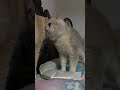 Why Do You Bite Your Ears When You Are Angry Who Did You Learn This From