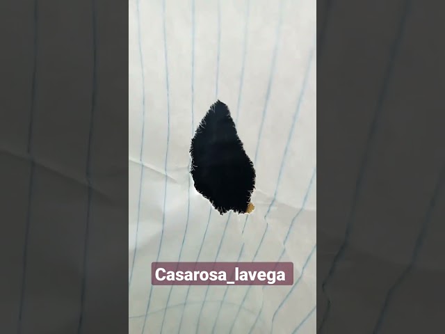 Vídeo relacionado con Miaeowve Pantalones cortos metálicos para niños y niñas, con purpurina, ballet, gimnasia, danza, elásticos, ajustados, ajustados, pantalones calientes, rojo, 146-152