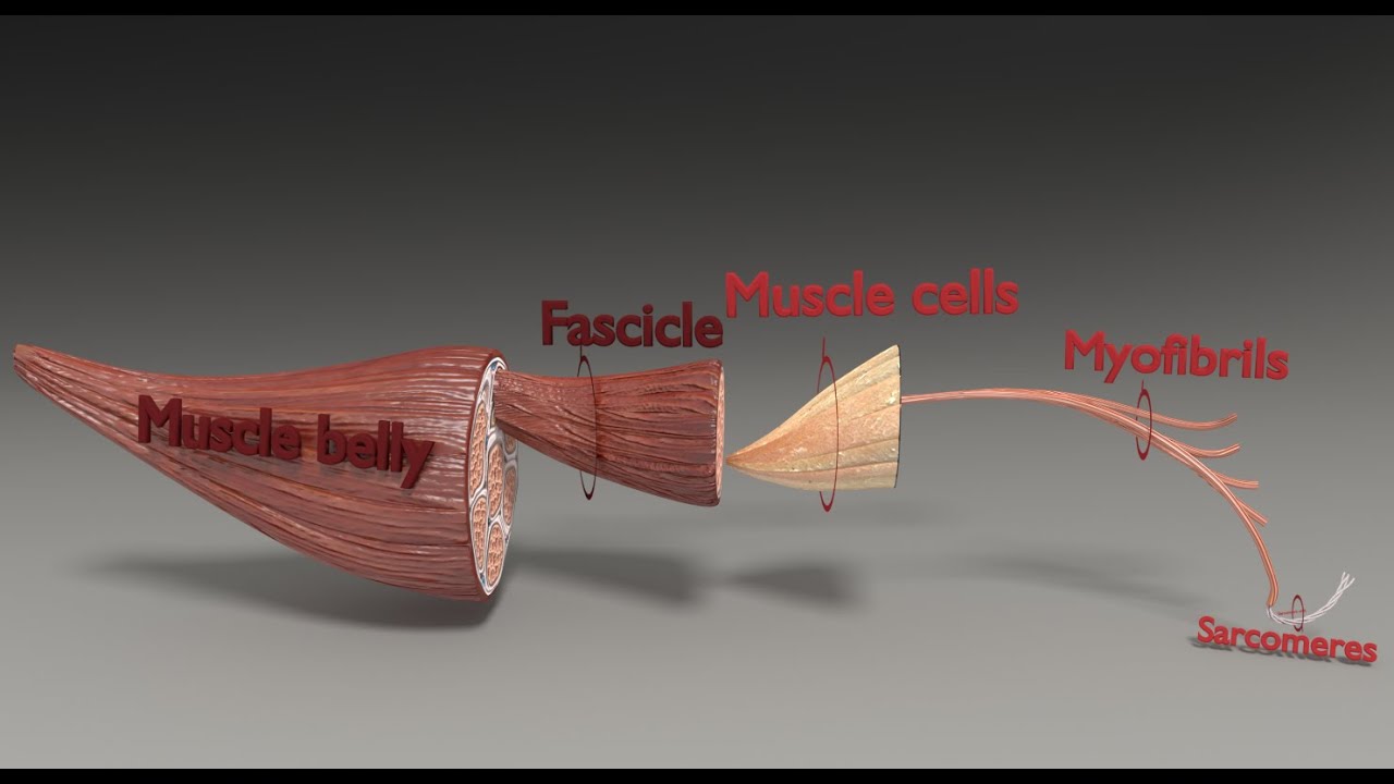 Muscle 3D 3D Model