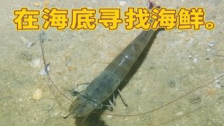 在海底寻找海鲜