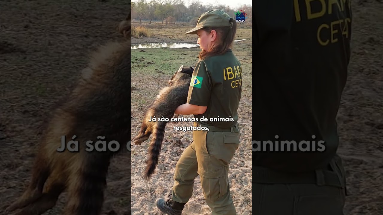 O QUE ACONTECE COM ANIMAIS EM UM INCÊNDIO FLORESTAL?