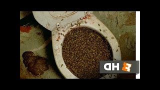 Candyman (1992) Bees In Toilet