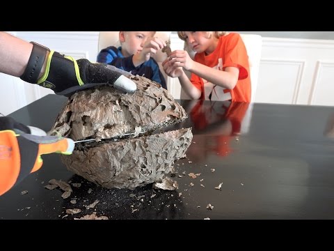 What's inside a Giant Wasp Nest?