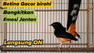 Download lagu Murai batu betina gacor birahi Bangkit kan Emosi jantan Langsung ON mp3 Download lagu Murai batu betina gacor birahi Bangkit kan Emosi jantan Langsung ON mp3
