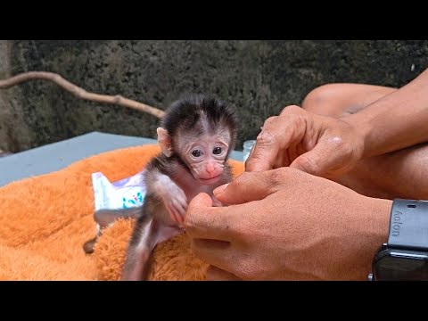 OH NO, CASPER GOT THE FLU DUE TO YESTERDAY'S FLOOD. POOR BABY MONKEY