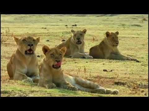 LIONS HUNTING AND KILLING | ANIMALS HUNTING MOMENTS | LION PRIDE WORKS TOGETHER TO HUNT | 1080p