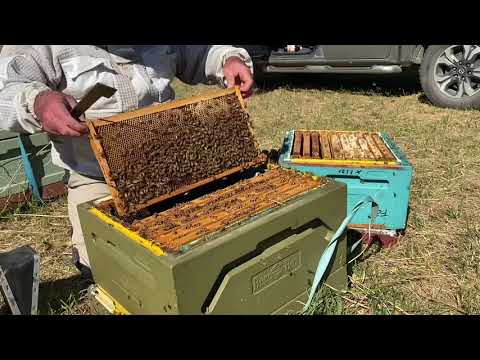 Reducing a weak beehive back to a single.  Supercedure queen cell found. ANZAC Day 25 April 2021