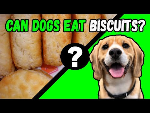 Can Dogs Eat Biscuits?