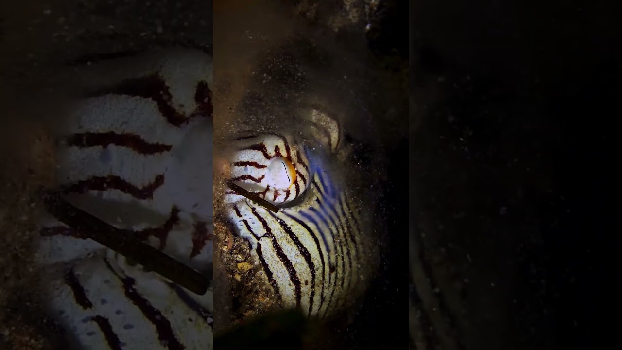 Zebra Squid Burrowing Behavior and Benthic Adaptations