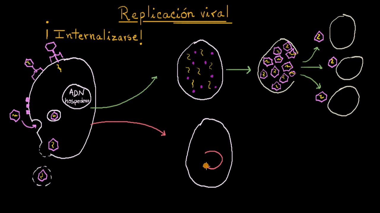 Viral Replication: Lytic and Lysogenic | Khan Academy