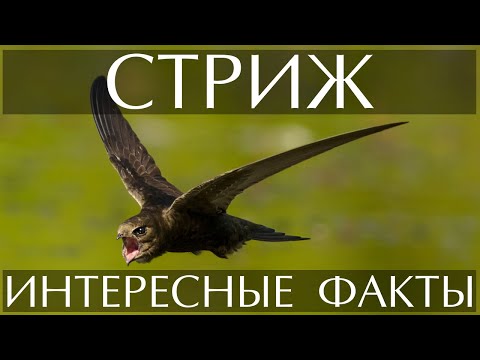 Стриж - интересные факты