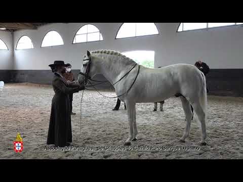 210203 7 Zangão - Aprovação de Garanhões