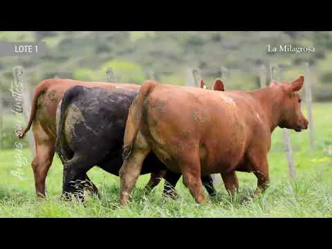 LOTE 1 LM VAQUILLONAS PREÑADAS 572 KIKA 209 TE – 675 PRINCESA 205 – 681 PODEROSA 811