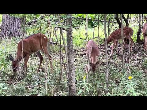 Whitetail Deer with Fawn