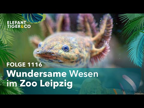 Winzige Wasserdrachen (Folge 1116) | Elefant, Tiger & Co. | MDR
