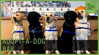 The Bar Where You Can Adopt A Dog // 60 Second Docs