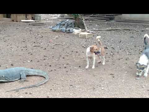 WOW!!! TERKEJUT ADA BIAWAK SEPERTI BUAYA!!😱😱