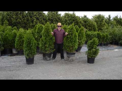 Emerald Green Arborvitae - Planting information, growth, soil, etc.