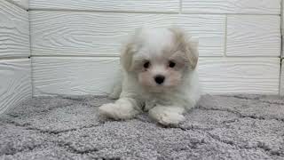 マルチーズの動画01