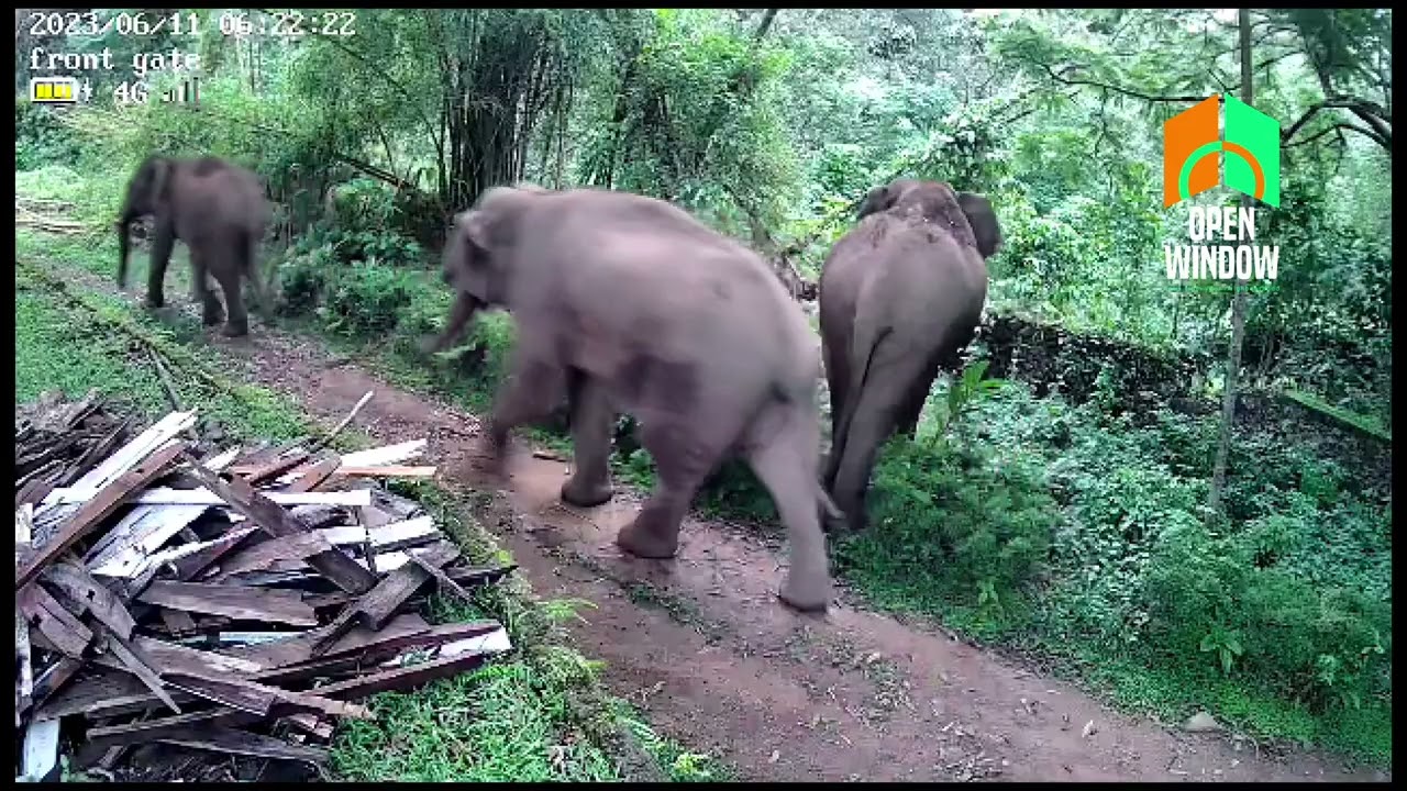 ആകാശത്തേക്ക് വെടിവച്ചിട്ടും നാടുവിടാതെ പീരുമേട്ടിലെ കാട്ടാനകൂട്ടം