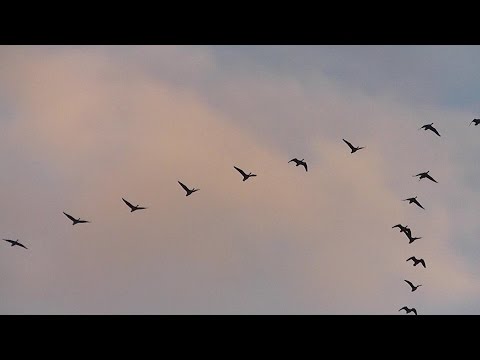 Wildgänse   im Herbst 2014 auf dem Naturschutzgebiet Salmorth am Niederrhein