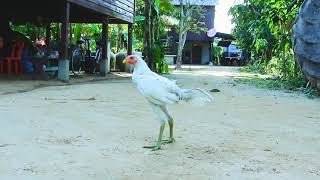 Download lagu MONYET vs AYAM JAGO ||PERTARUNGAN BEDA KELAS|| mp3 Download lagu MONYET vs AYAM JAGO ||PERTARUNGAN BEDA KELAS|| mp3