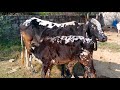Bull Calf Feeding Cows Video
