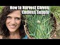 How to Harvest & Store Chives for Endless Supply 🌱