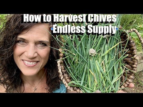 Do chives grow back every year?