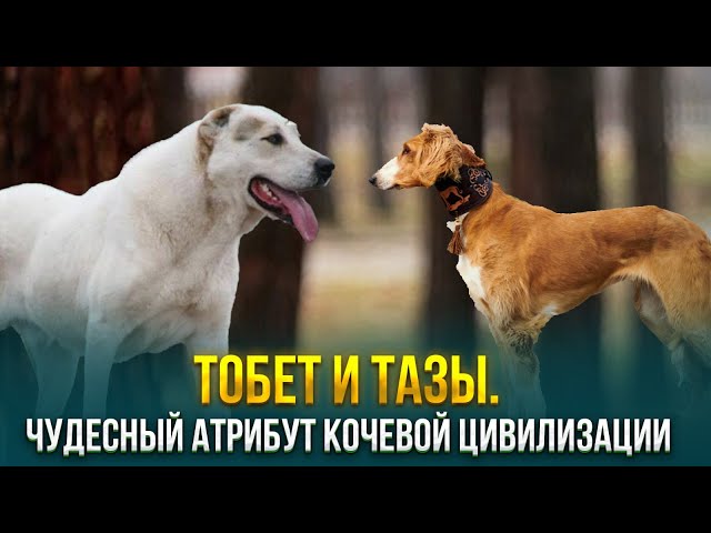 Тобет и Тазы. Чудесный атрибут кочевой цивилизации