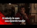 Nieuwe snack: een krekelsaucijzenbroodje | Brabants Buske