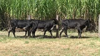 Vídeo 31 - 3º LEILÃO ANUAL SÍTIO UNIÃO | GADO HOLANDÊS HVB E HPB GC1 A GC6