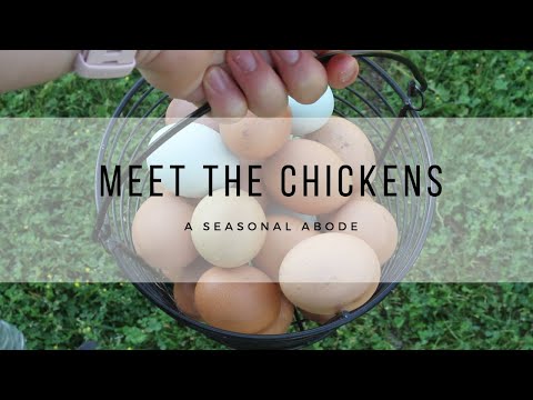 , title : 'Backyard Chickens | Chicken Breeds for Beginners | Chickens that Lay Blue Eggs | Egg Laying Chickens'