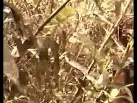 Ayawaska l'or des sorciers