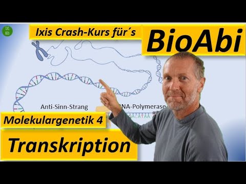 Erklärung Transkription - Biologie Abitur - Leistungskursniveau - einfach und übersichtlich erklärt