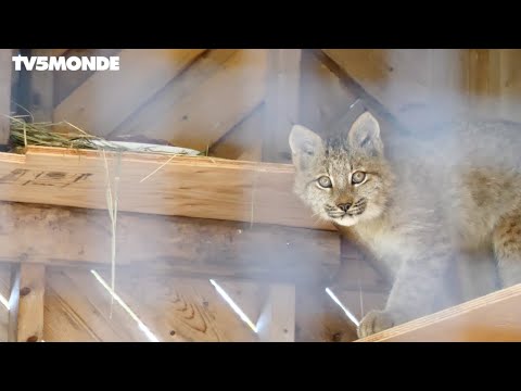 Voyages Vert Vous [Extrait] - Québec : protection de la nature et des animaux (EP1)