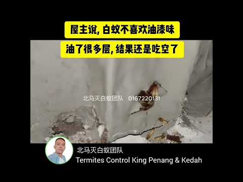 屋主说,白蚁不喜欢油漆的味道