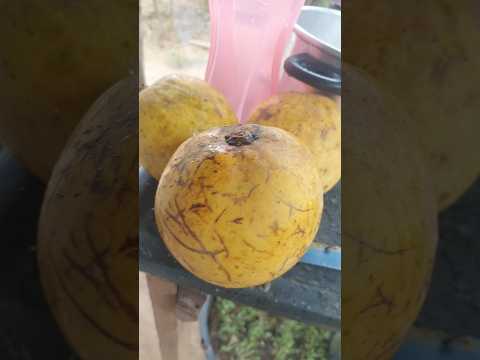 BACURI GIGANTESCO 🫡😱 #shorte