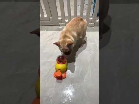 The confusing behavior of animals in the middle of the night is French bulldog, cute pet debut pla