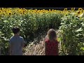 Farmer Plants Over 2 Million Sunflowers To Help Spread Joy During Pandemic