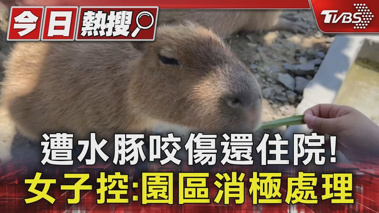 被當食物？遭水豚咬傷住院　女子控園區處理、關心太消極