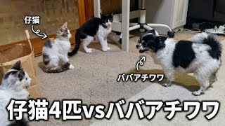 愛犬チワワ大興奮…子猫4匹vs老犬チワワのバトル