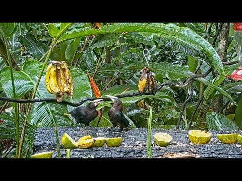 Young Oropendola Begs For Some Fruit On The Panama Fruit Feeder – July 26, 2021