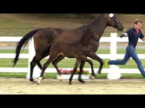 Hf v Cornet Obolensky x Diamant de Semilly x Sandro