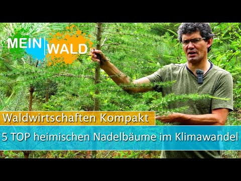 Climate change and native conifers 🌲 Which is the best tree species?