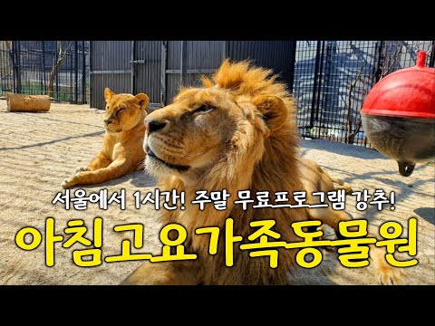 서울 근교에서 만나는 동물 체험의 즐거움, 아침고요 가족동물원!